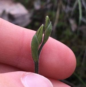 Glossodia major at Downer, ACT - suppressed