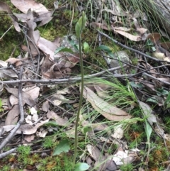 Glossodia major at Downer, ACT - suppressed