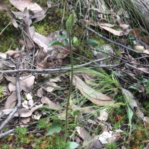 Glossodia major at Downer, ACT - suppressed