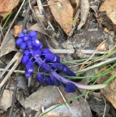 Muscari armeniacum (Grape Hyacinth) at Black Mountain - 12 Sep 2021 by Ned_Johnston