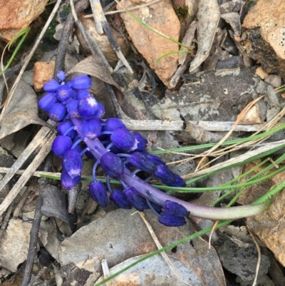 Muscari armeniacum (Grape Hyacinth) at Black Mountain - 12 Sep 2021 by Ned_Johnston