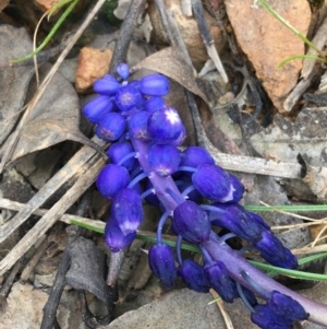 Muscari armeniacum at Downer, ACT - 12 Sep 2021 12:20 PM