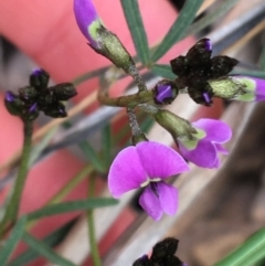 Glycine clandestina (Twining Glycine) at Downer, ACT - 12 Sep 2021 by NedJohnston