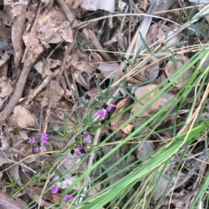 Glycine clandestina at Downer, ACT - 12 Sep 2021 12:21 PM