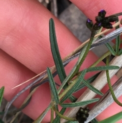 Glycine clandestina at Downer, ACT - 12 Sep 2021 12:21 PM