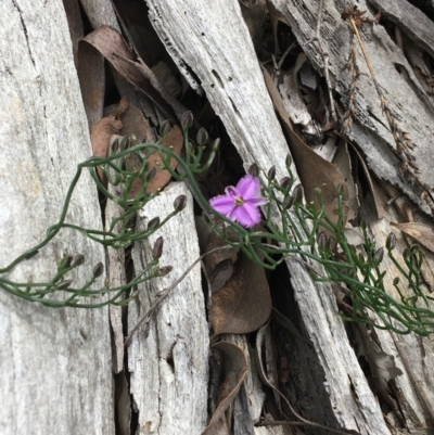 Thysanotus patersonii (Twining Fringe Lily) at Black Mountain - 12 Sep 2021 by Ned_Johnston