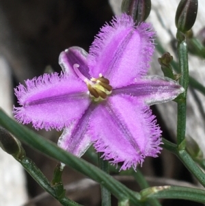 Thysanotus patersonii at Downer, ACT - 12 Sep 2021