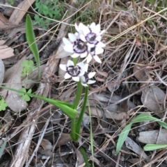 Wurmbea dioica subsp. dioica (Early Nancy) at Dryandra St Woodland - 12 Sep 2021 by Ned_Johnston