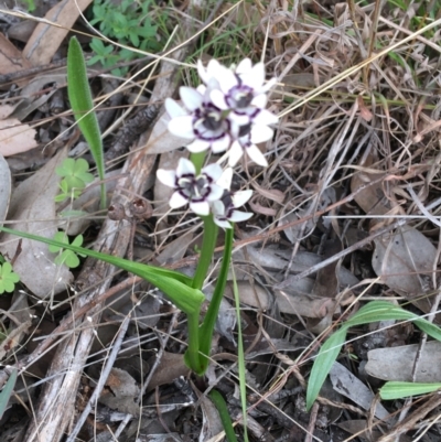 Wurmbea dioica subsp. dioica (Early Nancy) at Dryandra St Woodland - 12 Sep 2021 by Ned_Johnston