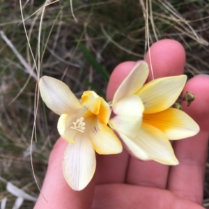 Freesia leichtlinii subsp. leichtlinii x Freesia leichtlinii subsp. alba at O'Connor, ACT - 12 Sep 2021