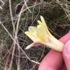 Freesia leichtlinii subsp. leichtlinii x Freesia leichtlinii subsp. alba at O'Connor, ACT - 12 Sep 2021