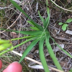 Freesia leichtlinii subsp. leichtlinii x Freesia leichtlinii subsp. alba at O'Connor, ACT - 12 Sep 2021