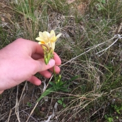 Freesia leichtlinii subsp. leichtlinii x Freesia leichtlinii subsp. alba at O'Connor, ACT - 12 Sep 2021