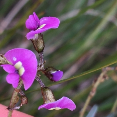 Glycine clandestina (Twining Glycine) at O'Connor, ACT - 12 Sep 2021 by Ned_Johnston