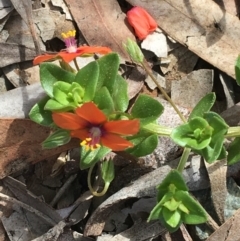 Lysimachia arvensis (Scarlet Pimpernel) at Acton, ACT - 12 Sep 2021 by NedJohnston