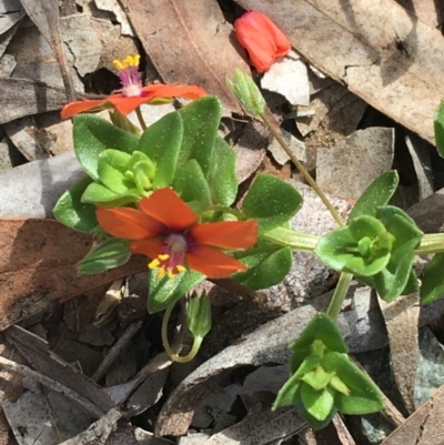 Lysimachia arvensis (Scarlet Pimpernel) at Acton, ACT - 12 Sep 2021 by NedJohnston