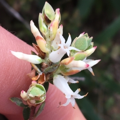 Brachyloma daphnoides (Daphne Heath) at Black Mountain - 12 Sep 2021 by Ned_Johnston