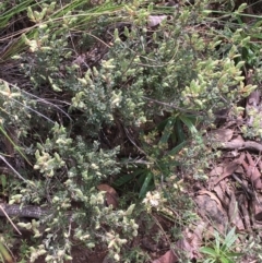 Brachyloma daphnoides at Acton, ACT - 12 Sep 2021