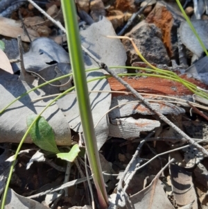 Thelymitra sp. at Downer, ACT - suppressed