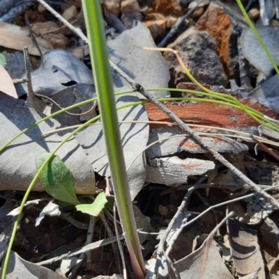 Thelymitra sp. (A Sun Orchid) at Downer, ACT - 14 Sep 2021 by mlech