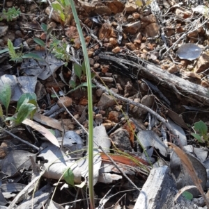 Thelymitra sp. at Downer, ACT - suppressed