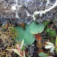 Cyrtostylis reniformis (Common Gnat Orchid) at Black Mountain - 14 Sep 2021 by mlech