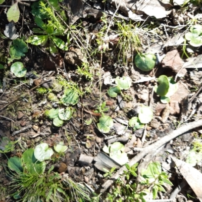 Corysanthes sp. (A Helmet Orchid) at Black Mountain - 14 Sep 2021 by mlech