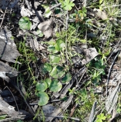 Corysanthes sp. at suppressed - 14 Sep 2021