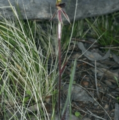 Caladenia actensis (Canberra Spider Orchid) at Mount Majura - 14 Sep 2021 by jb2602