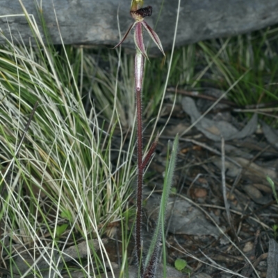 Caladenia actensis (Canberra Spider Orchid) at Mount Majura - 14 Sep 2021 by jb2602