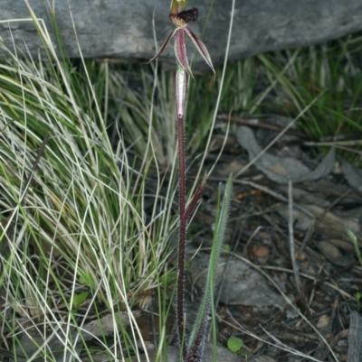 Caladenia actensis (Canberra Spider Orchid) at Downer, ACT by jbromilow50
