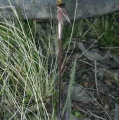 Caladenia actensis (Canberra Spider Orchid) at Downer, ACT - 14 Sep 2021 by jbromilow50