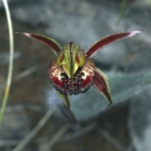 Caladenia actensis at suppressed - suppressed