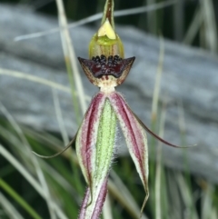 Caladenia actensis at suppressed - suppressed