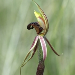 Caladenia actensis at suppressed - suppressed