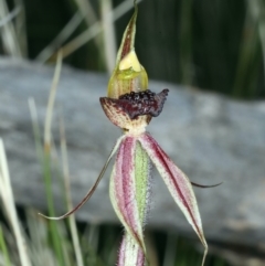 Caladenia actensis at suppressed - 14 Sep 2021