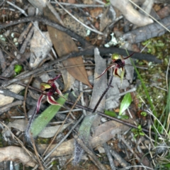 Caladenia actensis (Canberra Spider Orchid) at Mount Majura - 14 Sep 2021 by jb2602