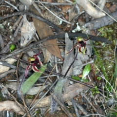 Caladenia actensis (Canberra Spider Orchid) at Downer, ACT by jbromilow50