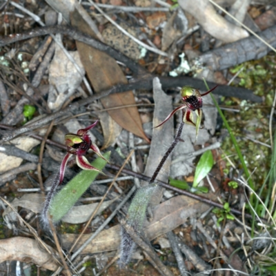 Caladenia actensis (Canberra Spider Orchid) at Downer, ACT - 14 Sep 2021 by jbromilow50