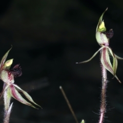 Caladenia actensis at suppressed - suppressed