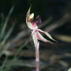 Caladenia actensis at suppressed - 14 Sep 2021