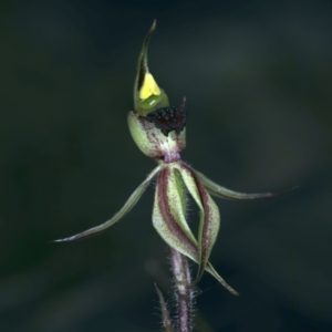 Caladenia actensis at suppressed - 14 Sep 2021