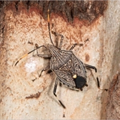 Theseus modestus (Gum tree shield bug) at Lanyon - northern section A.C.T. - 1 Jan 2020 by michaelb