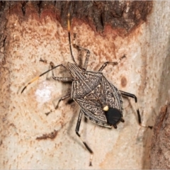 Theseus modestus (Gum tree shield bug) at Tuggeranong DC, ACT - 1 Jan 2020 by michaelb