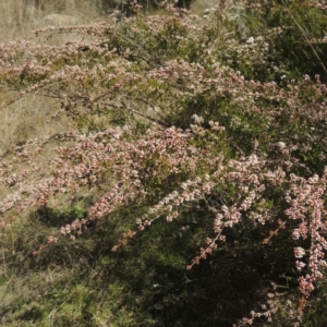 Micromyrtus ciliata at Tennent, ACT - 1 Sep 2021