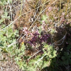 Lissanthe strigosa subsp. subulata (Peach Heath) at Tuggeranong Hill - 14 Sep 2021 by jamesjonklaas