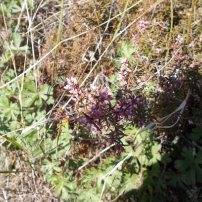 Lissanthe strigosa subsp. subulata (Peach Heath) at Conder, ACT - 14 Sep 2021 by jamesjonklaas