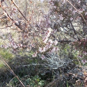Lissanthe strigosa subsp. subulata at Conder, ACT - 14 Sep 2021