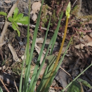 Bulbine glauca at Tennent, ACT - 1 Sep 2021