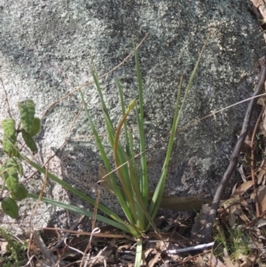 Bulbine glauca at Tennent, ACT - 1 Sep 2021